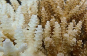 ep blanqueamiento de coral