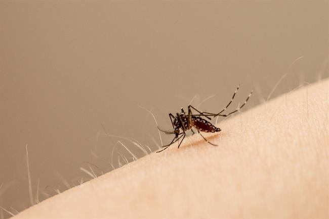Edes aegypti es el mosquito principal que transporta el virus Zika | JOHN EISELE/COLORADO STATE UNIVERSITY PHOTOGRAPHY ep edes aegyptimosquito principaltransportavirus zika