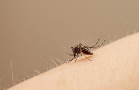 ep edes aegyptimosquito principaltransportavirus zika