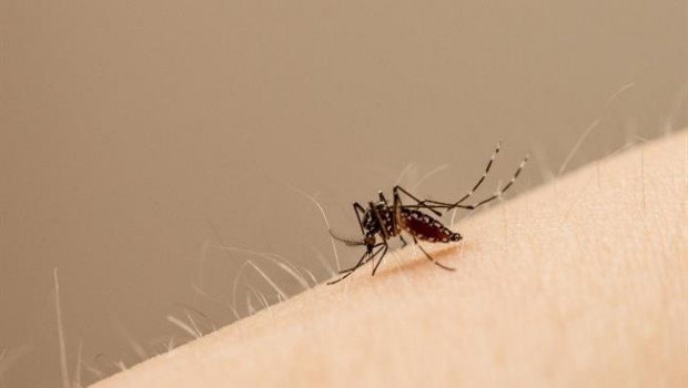 ep edes aegyptimosquito principaltransportavirus zika