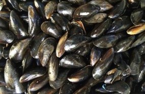 ep mejillones