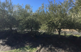 ep olivar en campana de recogida