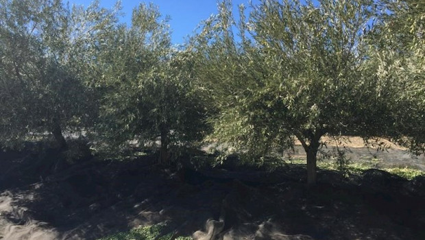 ep olivar en campana de recogida