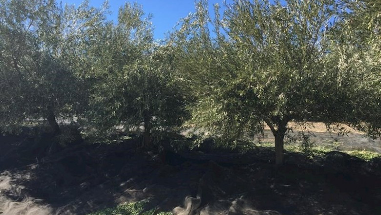 ep olivar en campana de recogida