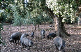 ep paisaje agrario cerdos sector porcino