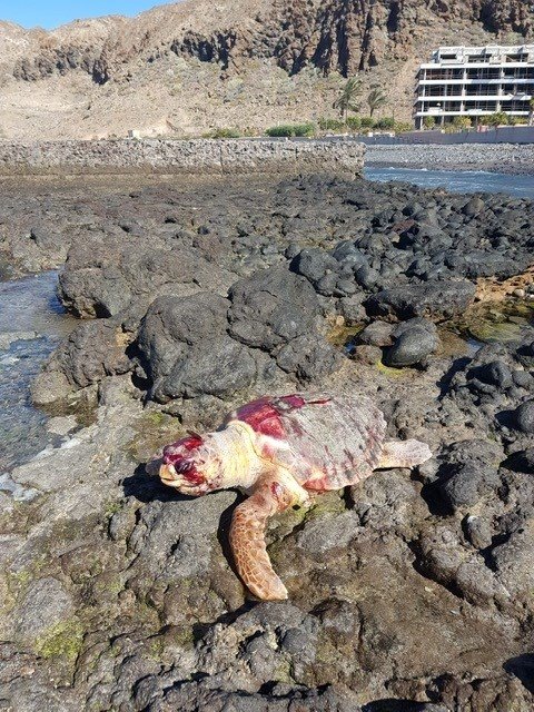 ep una tortuga boba aparece muerta en el palmar ep una tortuga boba aparece muerta en el palmar