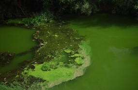 ep algas nocivasla saludlagos