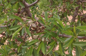 ep archivo   almendro