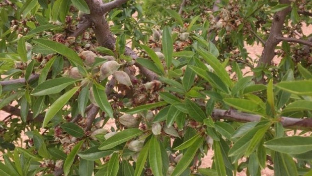 ep archivo   almendro