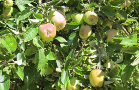 ep archivo arboles frutales ep archivo arboles frutales
