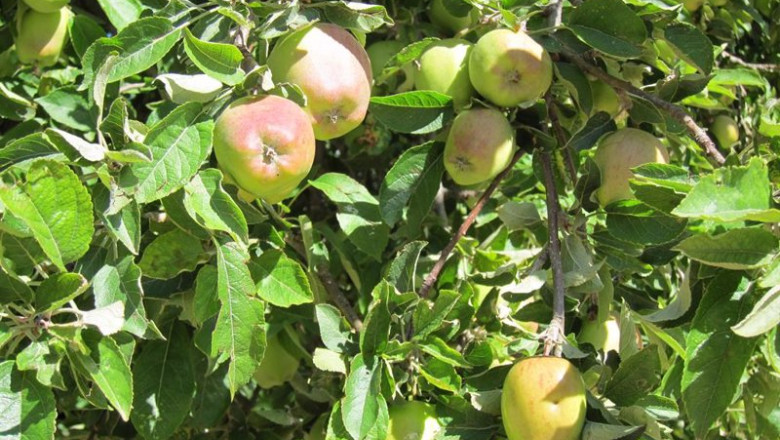 ep archivo arboles frutales ep archivo arboles frutales