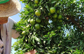 ep archivo   campo de naranjas
