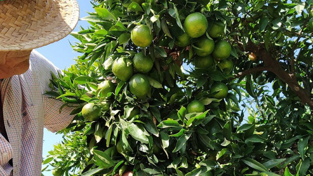 ep archivo   campo de naranjas