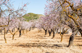 ep archivo   hilera de almendros en flor en torremanzanas a 17 de febrero de 2022 en torremanzanas