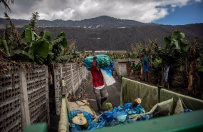 ep archivo   un agricultor echa al camion plataneras cubiertas de ceniza en una finca de