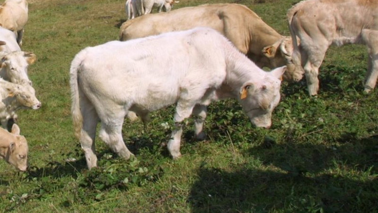 Archivo - Vacas de carne en Cantabria | GOBIERNO DE CANTABRIA - Archivo ep archivo vacas de carne en cantabria
