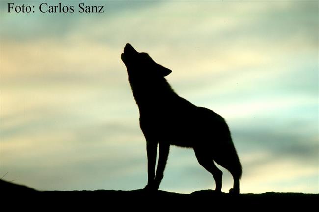 Lobo Ibérico Aullando Al Atardecer | CARLOS SANZ, WWF ep lobo iberico aullandoatardecer