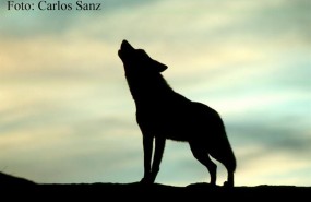 ep lobo iberico aullandoatardecer