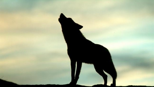 ep lobo iberico aullandoatardecer