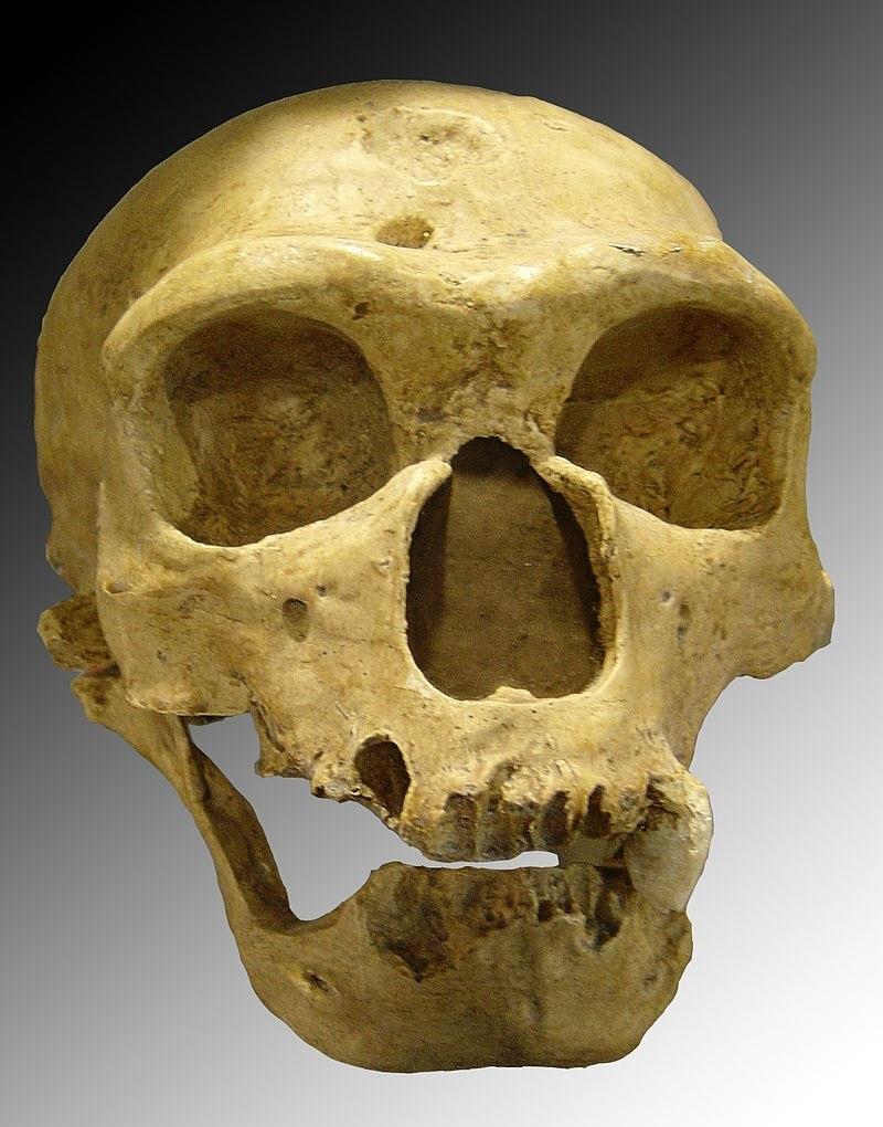 Neandertal de la Chapelle-aux-Saints | LUNA04 ep neandertalla chapelle-aux-saints
