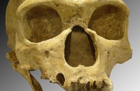 ep neandertalla chapelle-aux-saints