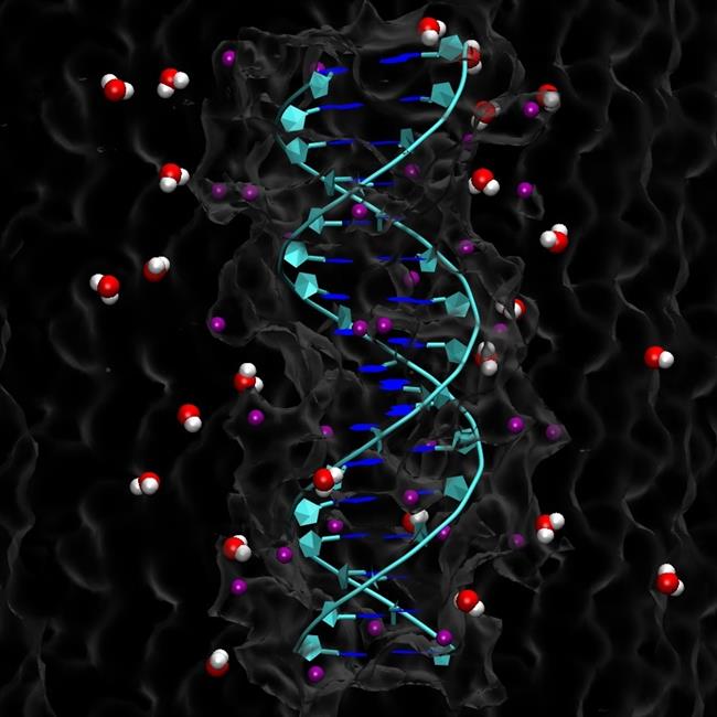 Reconstrucción de una doble hélice de ADN en un ambiente acuoso | CNB-CSIC ep reconstruccionuna doble heliceadnun ambiente acuoso