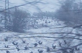 ep temporalnieve