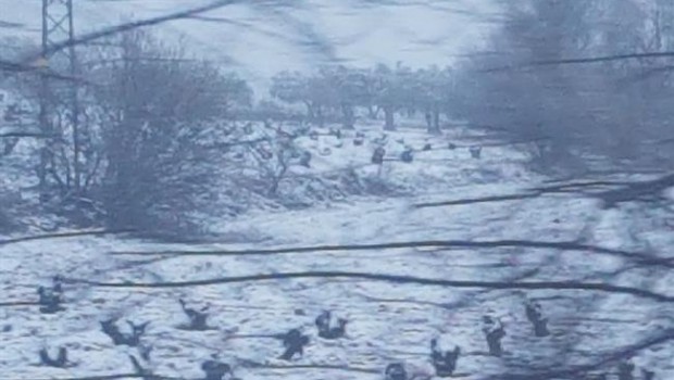 ep temporalnieve