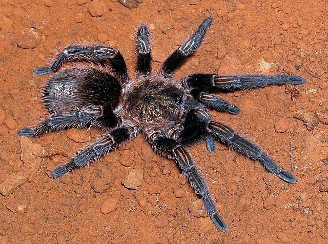 ep thrixopelma pruriens schmidt 1998 copyright rick west