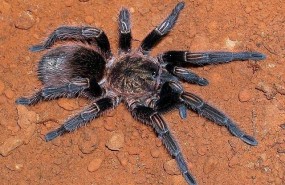 ep thrixopelma pruriens schmidt 1998 copyright rick west