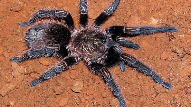 ep thrixopelma pruriens schmidt 1998 copyright rick west
