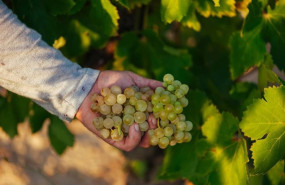 ep uvas blancas de rioja