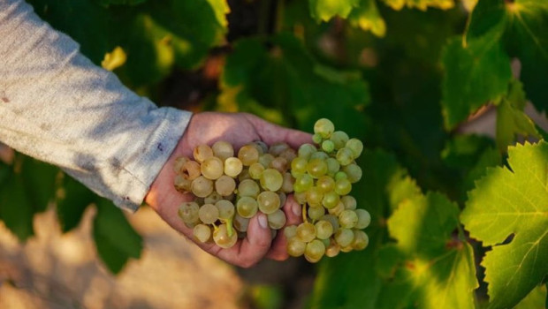 ep uvas blancas de rioja