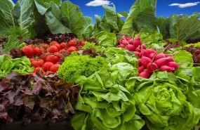 ep verduras