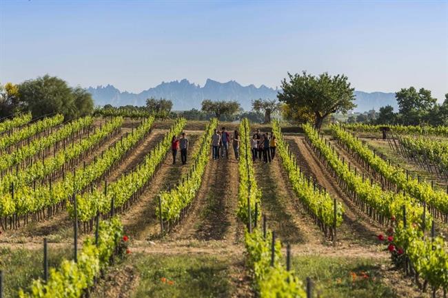 Viñedos de bodegas Torres | TORRES / BLAI CARDA ep vinedosbodegas torres