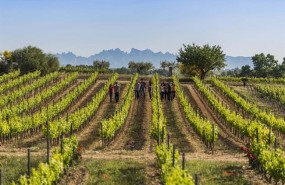 ep vinedosbodegas torres