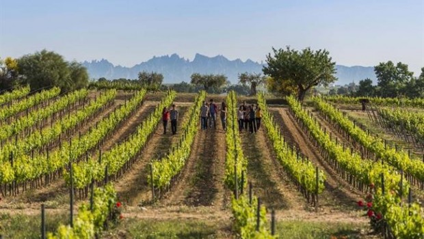 ep vinedosbodegas torres