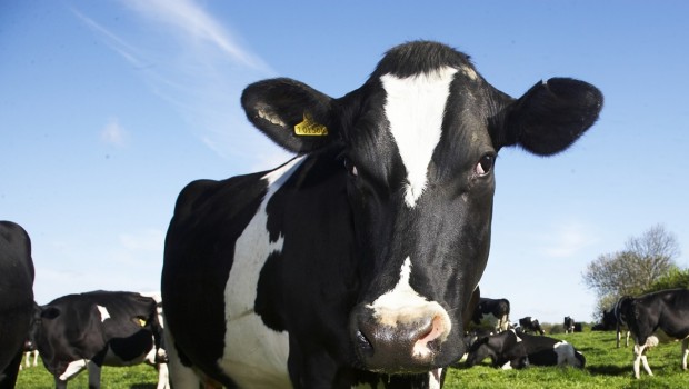 Vaches laitières, lait, beurre, nourriture