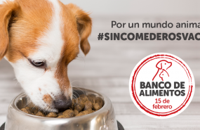 1581511774 banco de alimentosfuncaci n kiwoko 02