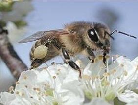 ep abeja silvestre bicho insecto polinizador