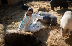 ep archivo cerdos y ppa ep archivo cerdos y ppa