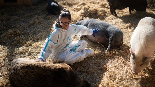 ep archivo cerdos y ppa ep archivo cerdos y ppa