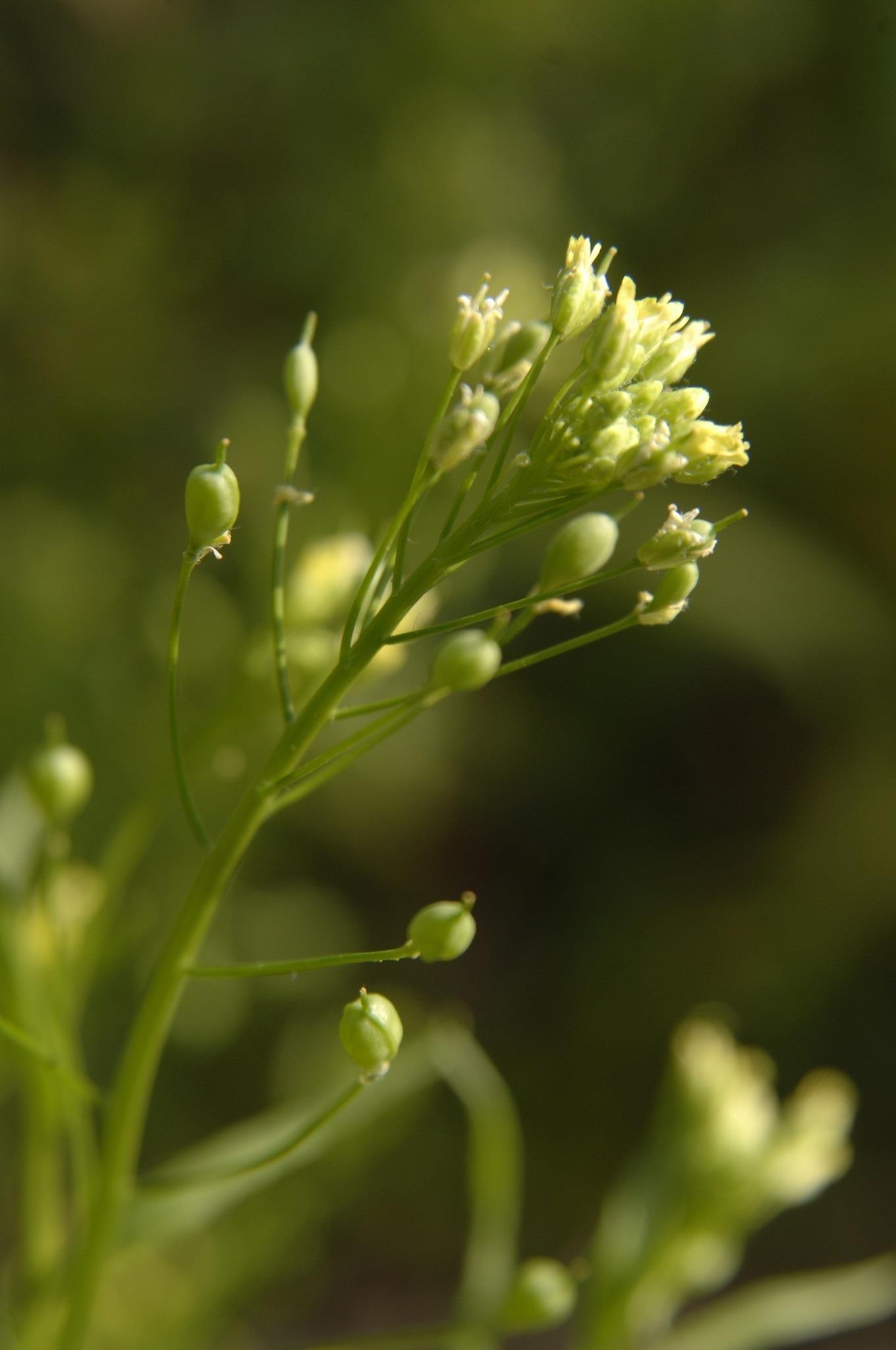 Camelina | FLICKR/USDA ep camelina