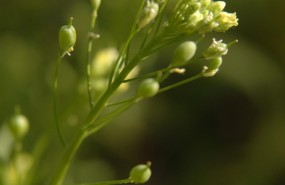 ep camelina