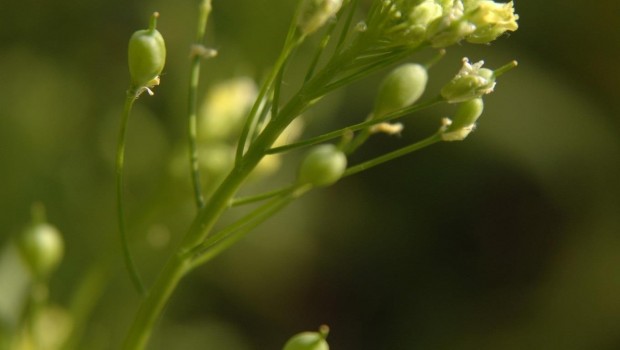 ep camelina