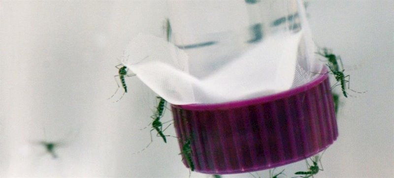 ep el mosquito aedes aegypti transmisor de los virus del zika el dengue y la chikungunya