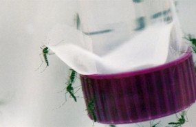 ep el mosquito aedes aegypti transmisor de los virus del zika el dengue y la chikungunya
