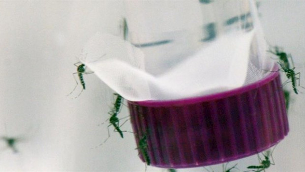ep el mosquito aedes aegypti transmisor de los virus del zika el dengue y la chikungunya