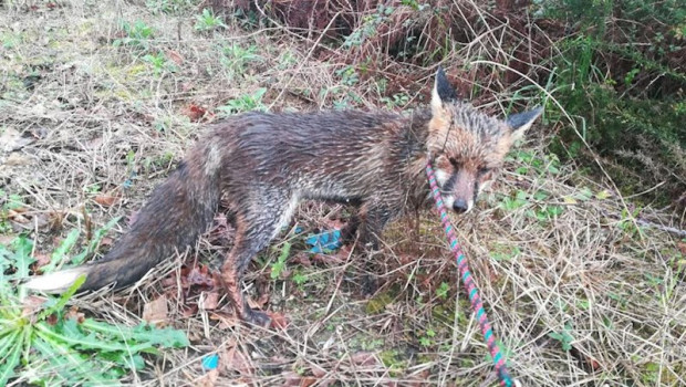 ep el zorro se encontro en una avenida de vigo