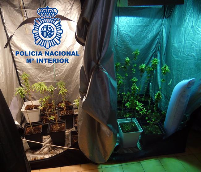 ep enviviendaeste hombreencontraron plantasmarihuana